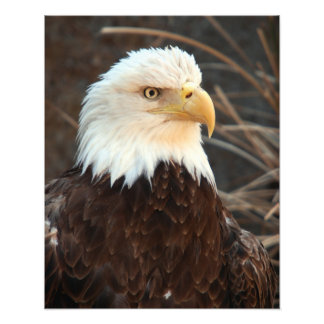 Bald Eagle Closeup Fotodruck