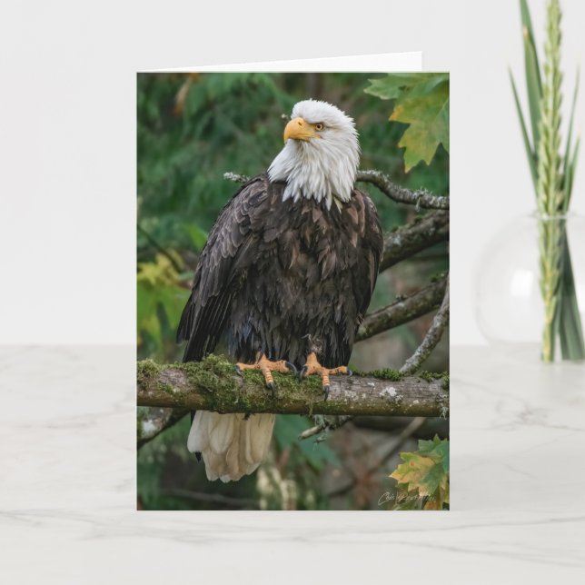 Bald Eagle Danke-Card Dankeskarte (Vorderseite)