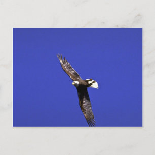 Bald Eagle darstellende Überflüge im Vollflug Postkarte