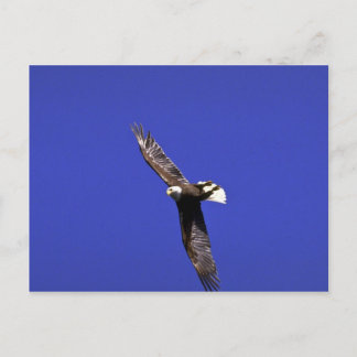 Bald Eagle darstellende Überflüge im Vollflug Postkarte