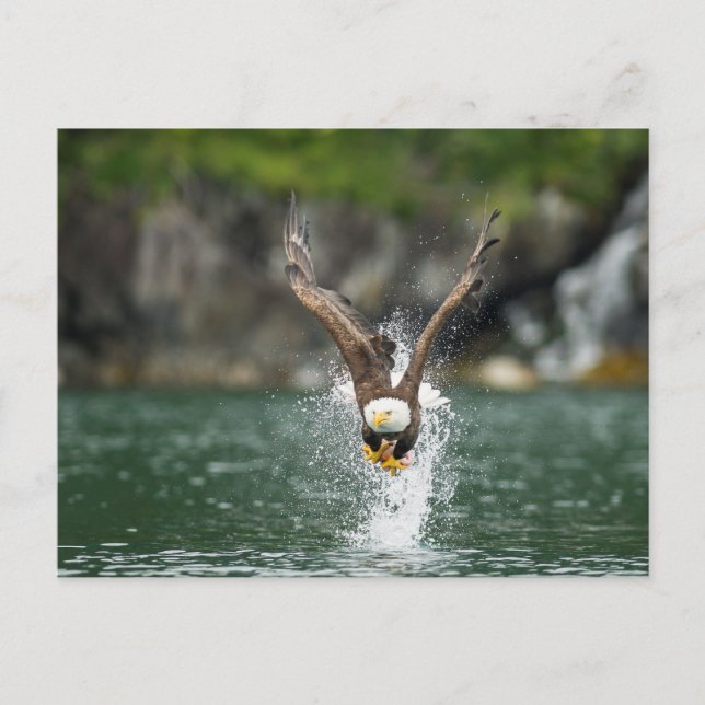 Bald Eagle Der große Fang Postkarte (Vorderseite)