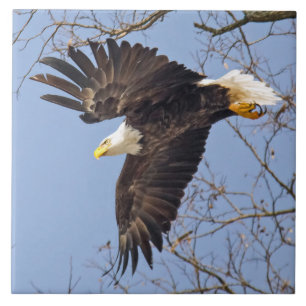 Bald Eagle Dive Fliese