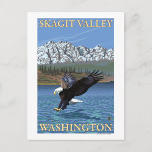Bald Eagle Diving - Skagit Valley, Washington Postkarte