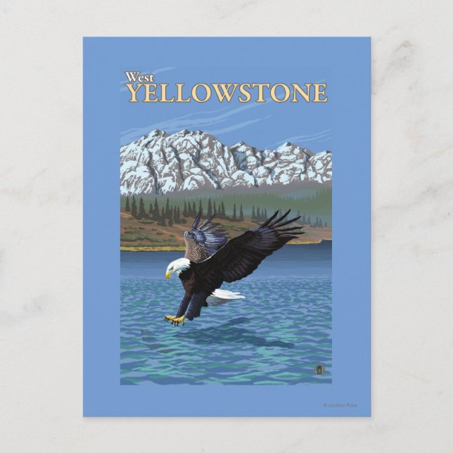 Bald Eagle Diving - West Yellowstone, MT Postkarte (Vorderseite)