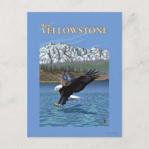 Bald Eagle Diving - West Yellowstone, MT Postkarte