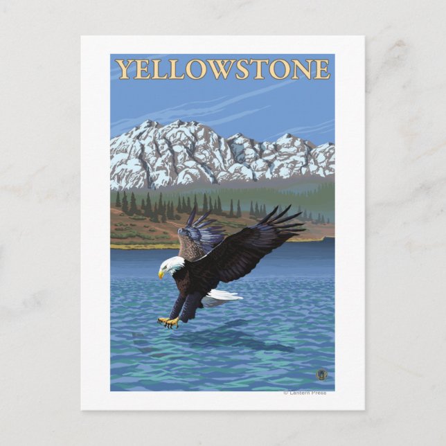 Bald Eagle Diving - Yellowstone Nationalpark Postkarte (Vorderseite)