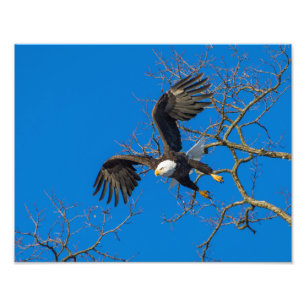 Bald Eagle Drop Fotodruck