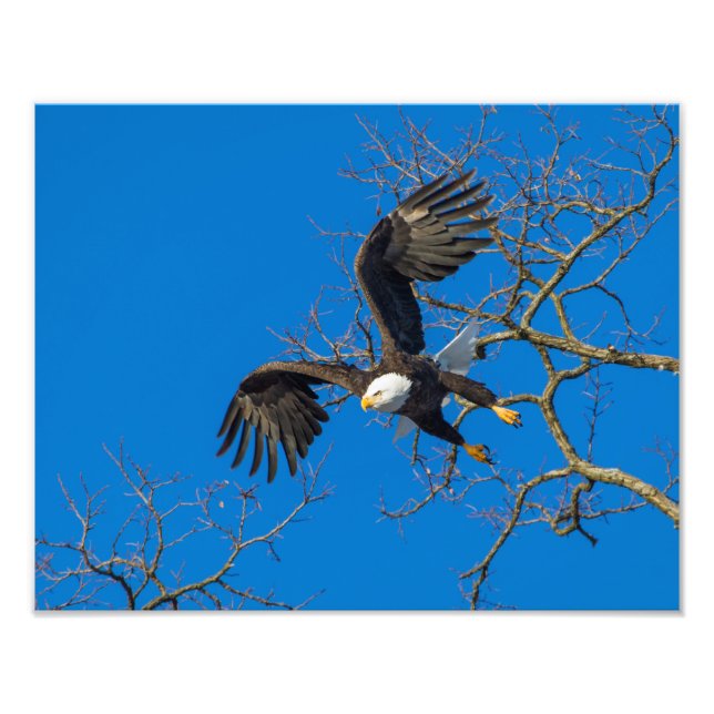 Bald Eagle Drop Fotodruck (Vorne)