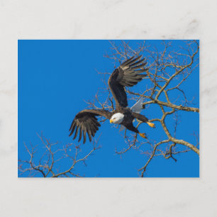 Bald Eagle Drop Postkarte