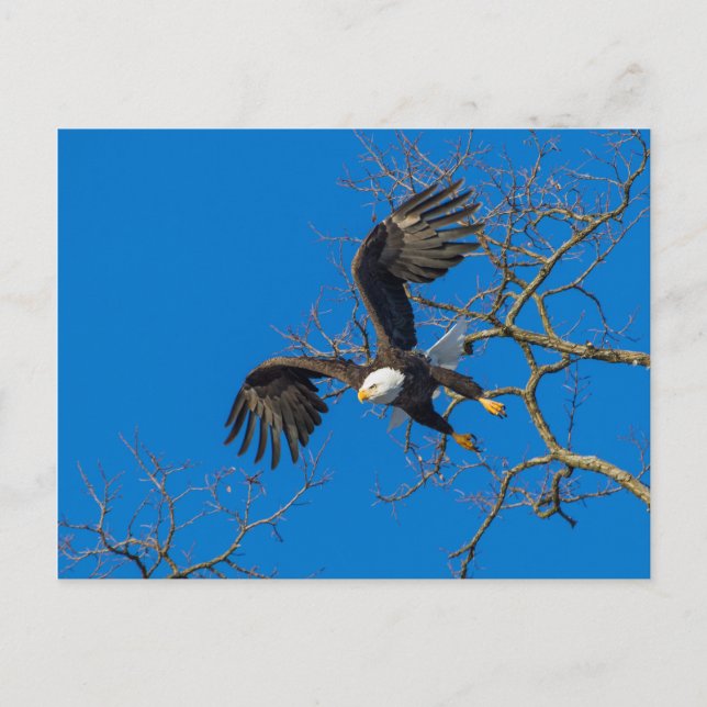 Bald Eagle Drop Postkarte (Vorderseite)