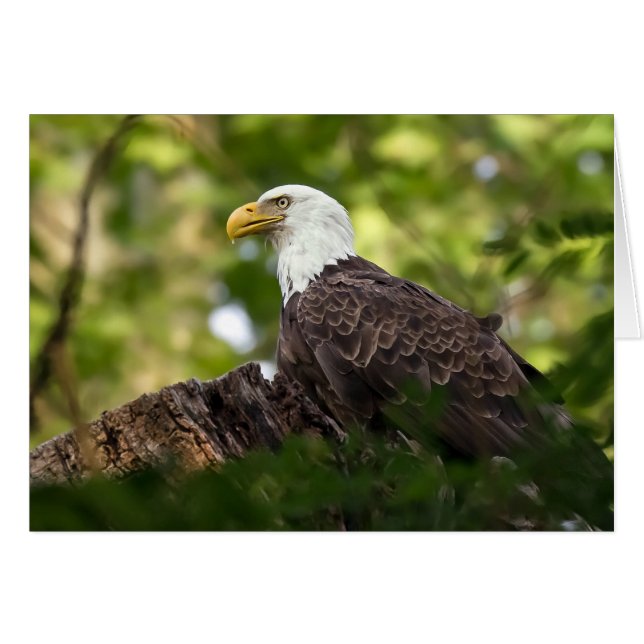 Bald Eagle Erholung Stopp (Vorderseite (Horizontal))