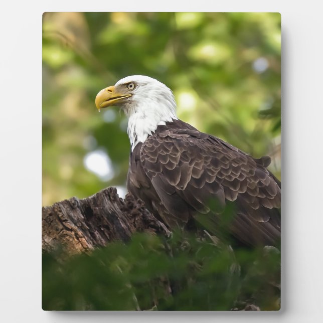 Bald Eagle Erholung Stopp Fotoplatte (Vorderseite)