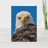 Bald Eagle Eyes Danke Ihrer Karte