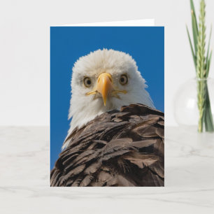 Bald Eagle Eyes Danke Ihrer Karte