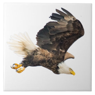 Bald Eagle Eyes Sein Preis mit weißem Hintergrund Fliese