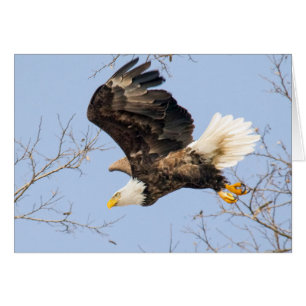 Bald Eagle Eyes seinen Preis