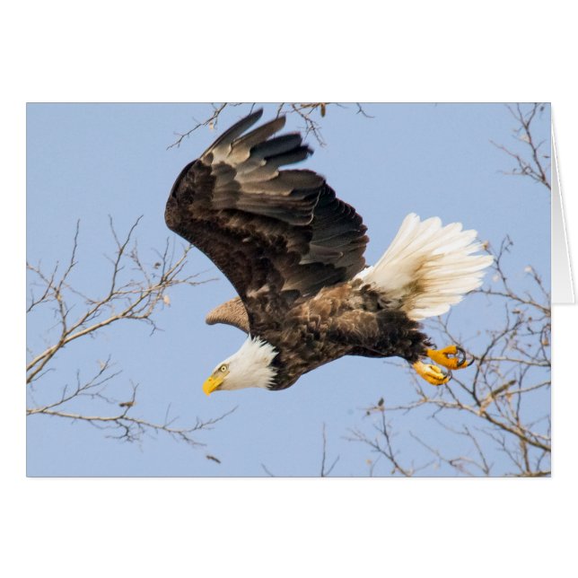 Bald Eagle Eyes seinen Preis (Vorderseite (Horizontal))