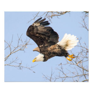 Bald Eagle Eyes seinen Preis Fotodruck