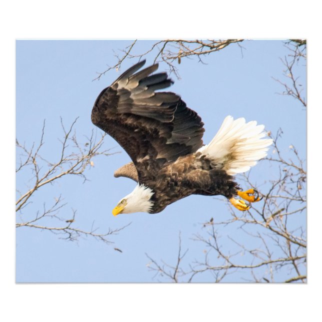 Bald Eagle Eyes seinen Preis Fotodruck (Vorne)