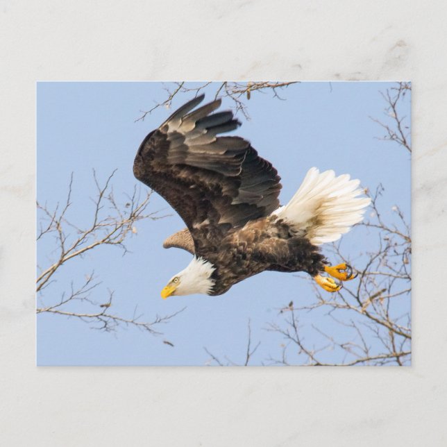 Bald Eagle Eyes seinen Preis Postkarte (Vorderseite)