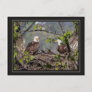 Bald Eagle Family Portrait Postkarte