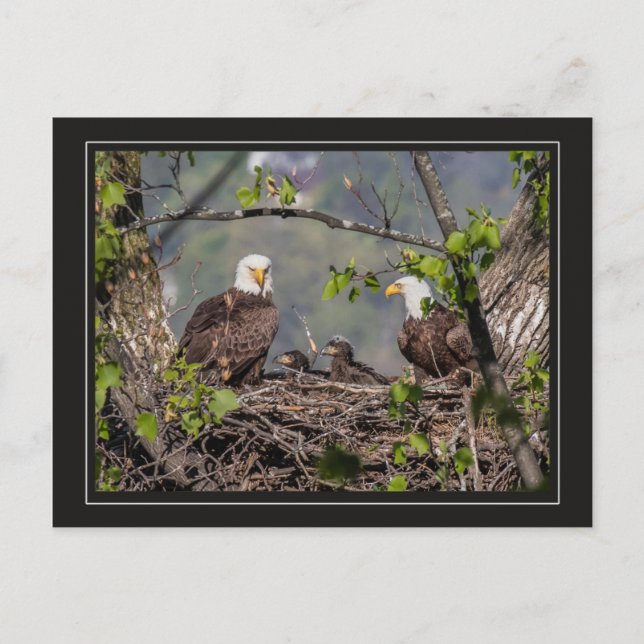 Bald Eagle Family Portrait Postkarte (Vorderseite)