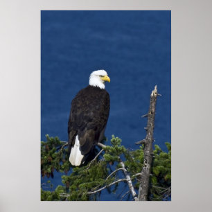 Bald Eagle Fine Art Print Poster