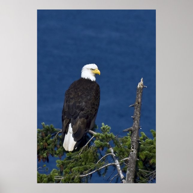 Bald Eagle Fine Art Print Poster (Vorne)