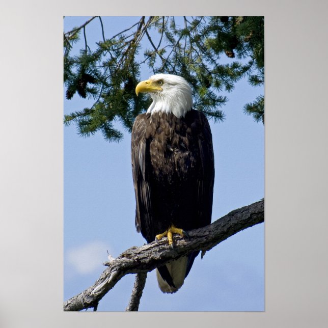 Bald Eagle Fine Art Prints Poster (Vorne)