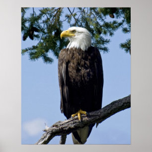 Bald Eagle Fine Art Prints Poster