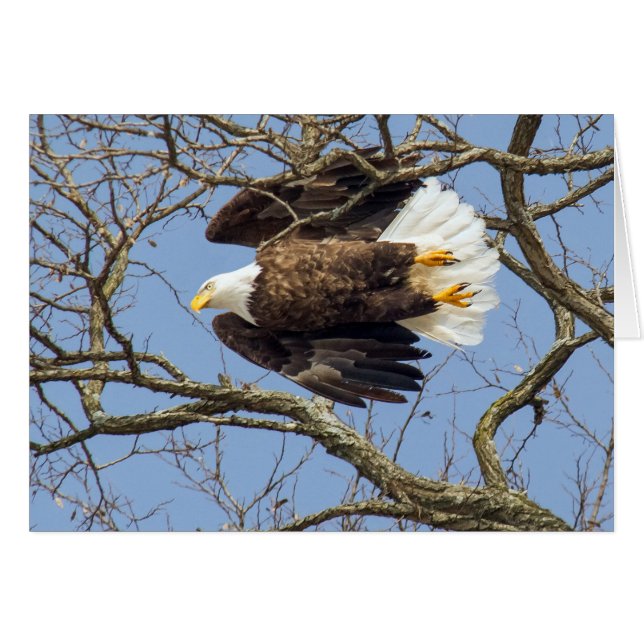 Bald Eagle Flash (Vorderseite (Horizontal))