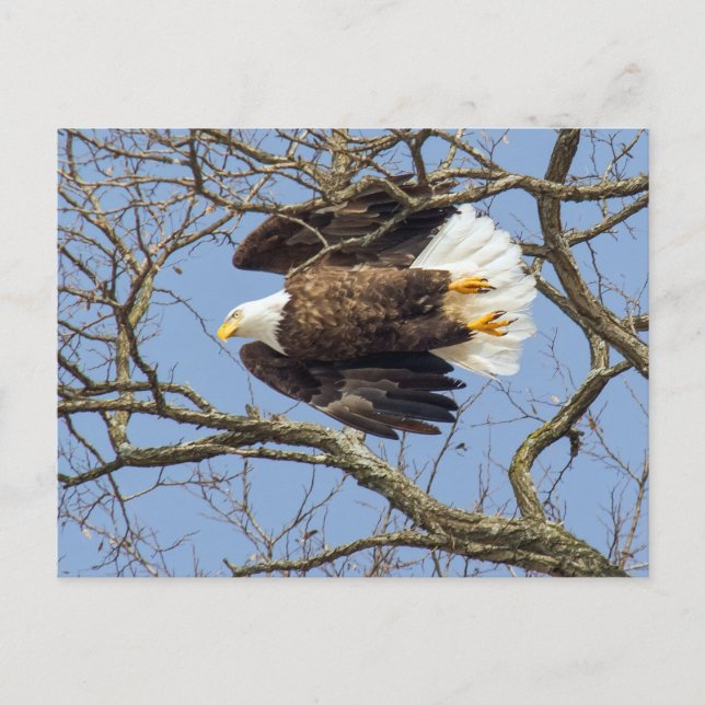 Bald Eagle Flash Postkarte (Vorderseite)