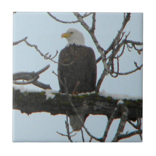 Bald Eagle Fliese