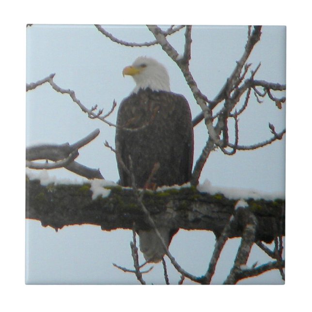 Bald Eagle Fliese (Vorderseite)