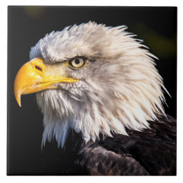 Bald Eagle Fliese