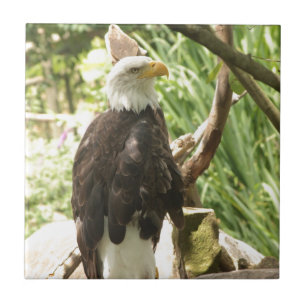 Bald Eagle Fliese