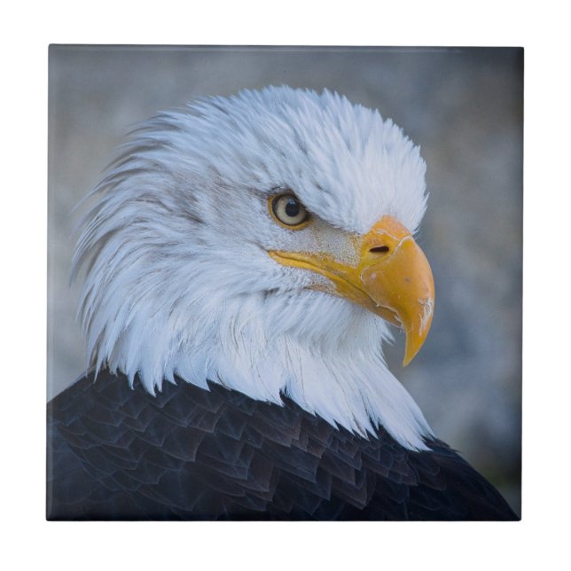 BALD EAGLE FLIESE (Vorderseite)