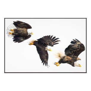 Bald Eagle Flight Fotodruck
