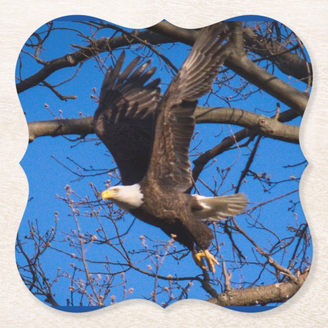 Bald Eagle Flight Untersetzer (Vorderseite)
