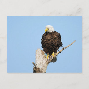 Bald Eagle Fluffing Feathers Postcard Postkarte