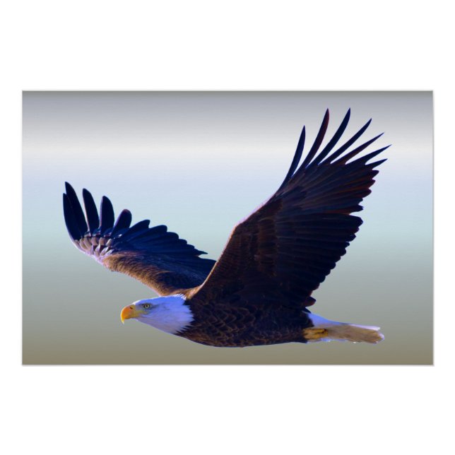 Bald Eagle Flying Poster (Vorderseite)