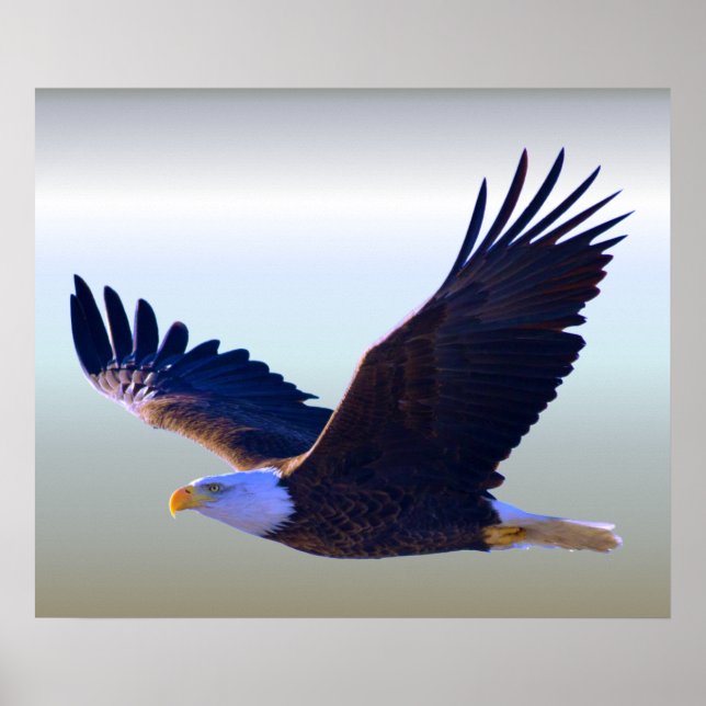 Bald Eagle Flying Poster (Vorne)