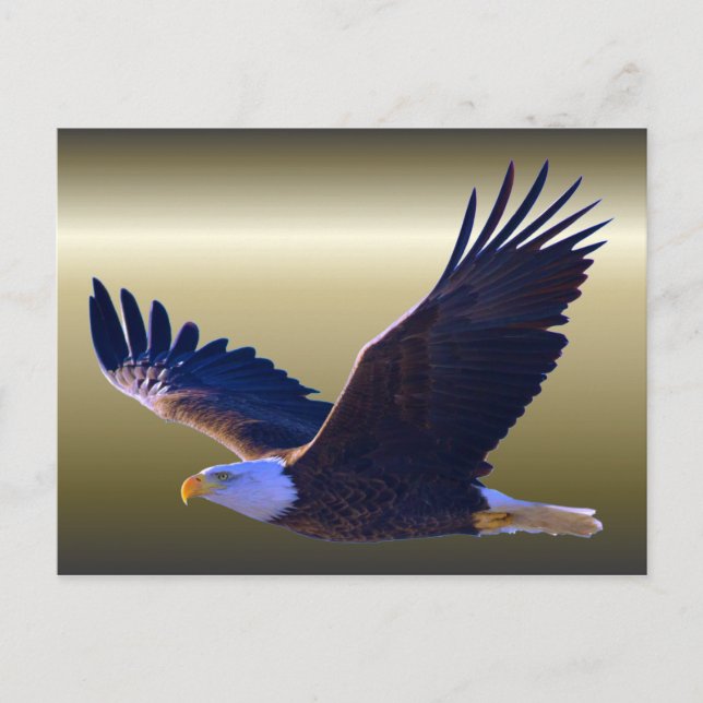 Bald Eagle Flying Postkarte (Vorderseite)