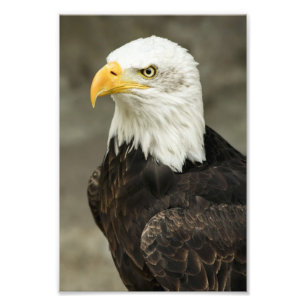 Bald Eagle Foto