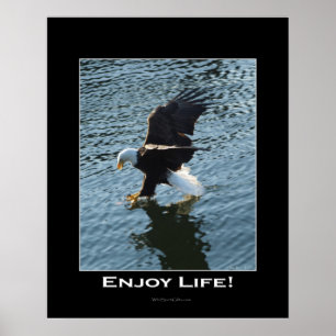 Bald Eagle Foto Poster