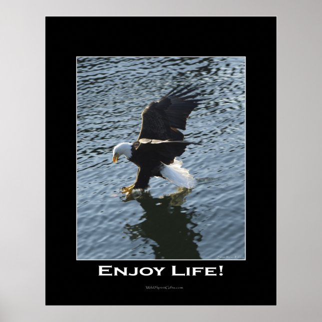 Bald Eagle Foto Poster (Vorne)
