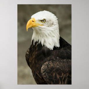 Bald Eagle Foto Poster
