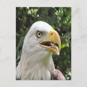 Bald Eagle Foto Postkarte