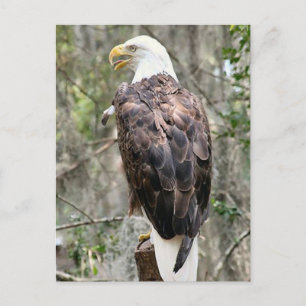 Bald Eagle Foto Postkarte