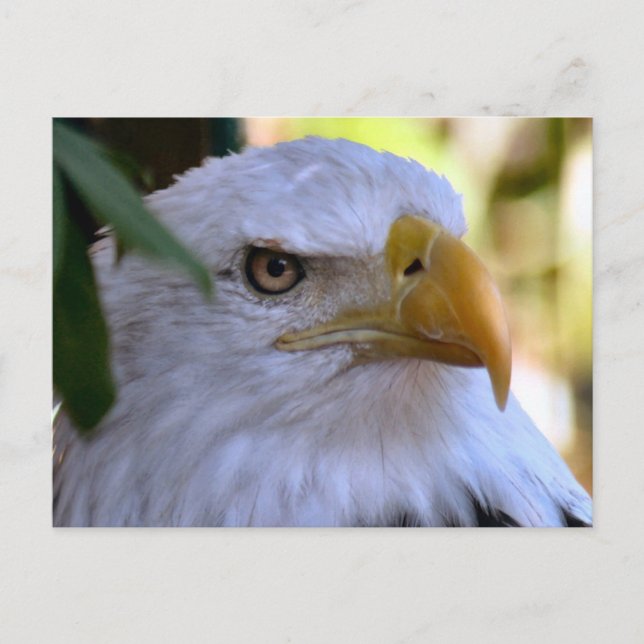 Bald Eagle Foto Postkarte (Vorderseite)